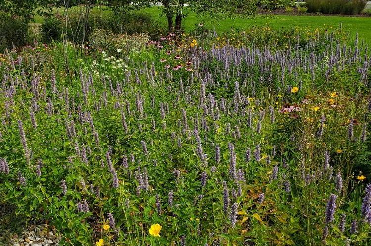 西校区的传粉者花园为蝴蝶、昆虫和鸟类提供了栖息地.